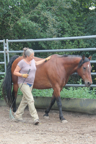 Horsemanship, Pferdeausbildung