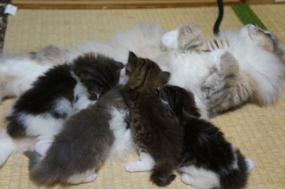 ノルウェージャンの母猫と子猫