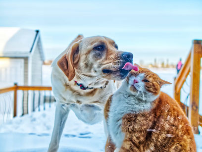 Faire garder ses animaux durant le covid