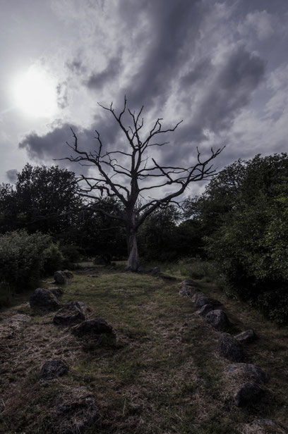 Ein knorriger Baum und große Steine, die wie ein Hügelgrab angeordnet sind. (CC0-Lizenz)