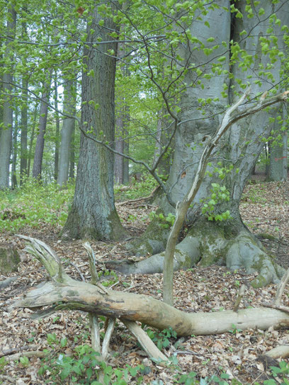 Ausbildungen, Wanderungen und Workshops für Körper, Geist und Seele.