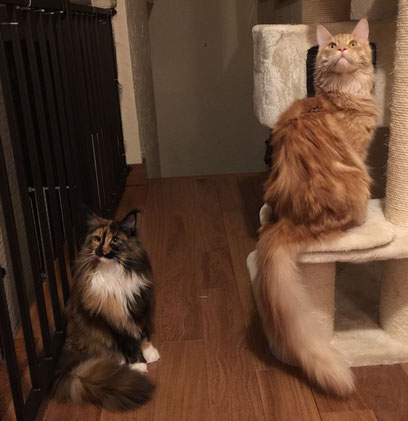maine coon kittens for sale CO