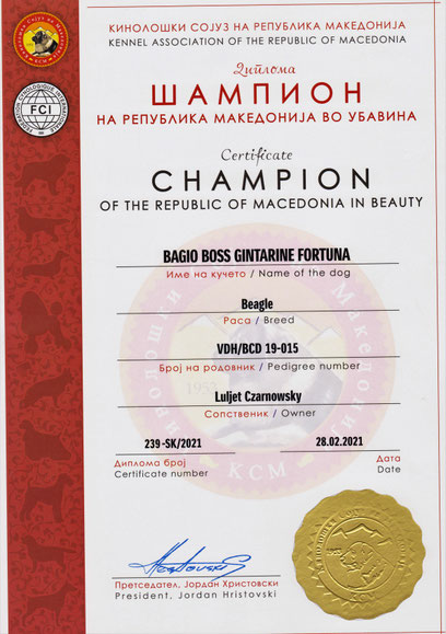 Bagio Boss Gintarine Fortuna * Lord James *, Czarnowsky , Beagle, Beagle, Beagle, Beagle, Beagle, Champions, Winner, the Best, Love, Star