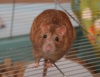 Camaro, gecastreerd omdat hij een felle puber werd en voor veel onrust zorgde. Na zijn castratie heeft hij succesvol in een grote gemengde groep (vrouwtjes en gecastreerde mannetjes) geleefd. Hij bleef dominant, maar op een veel vriendelijkere manier.