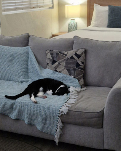 Kater Felix auf dem Sofa der Ferienwohnung