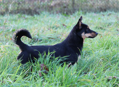 Site de lancashireheeler !