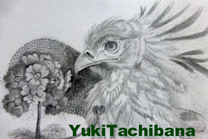 立花雪　YukiTachibana 絵画　強さを秘めた　ヘビクイワシ