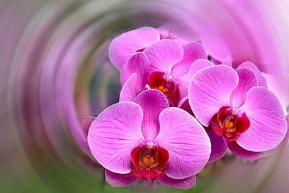 Clickandbay- bright-flower-pink