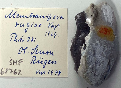 Senckenberg, Bryozoa, Bryozoen, Moostierchen, Sammlung Voigt
