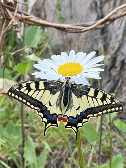 machaon