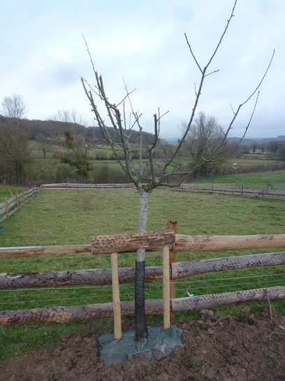 poirier de l'enclos à moutons