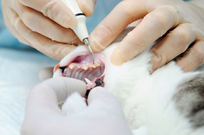 Dentisterie Veterinaire Detartrage Soin Dents Chien Chat Mulhouse Clinique Veterinaire Mulhouse