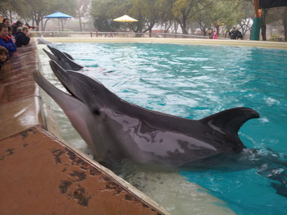 Irgendwie sind Delfine doch hässlich :D