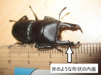 スジクワガタ　オス