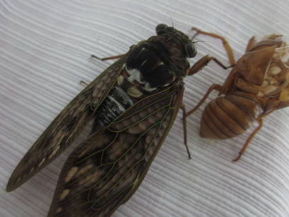 アブラゼミの詳細 昆虫の捕まえ方 育て方 図鑑
