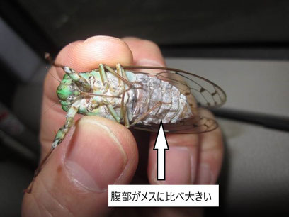 ヒグラシ　オス