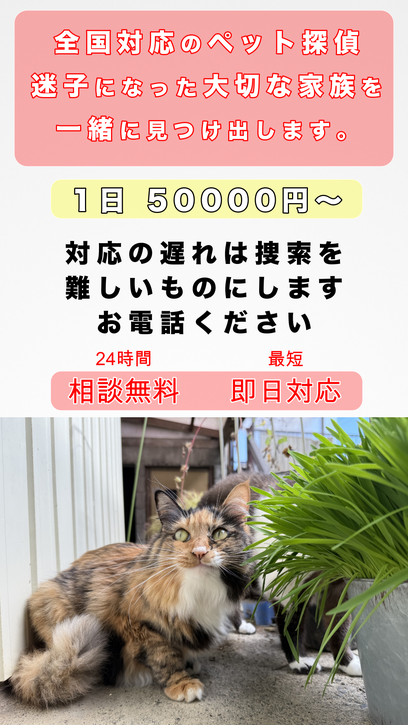 猫がいなくなった場合の捜索料金