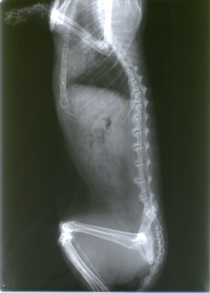 Röntgenbild von Kater Fussl, heterozygote Faltohrkatze mit Osteochondrodysplasie, Genotyp: OCD/ocd
