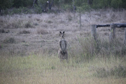 Rencontre avec un kangourou