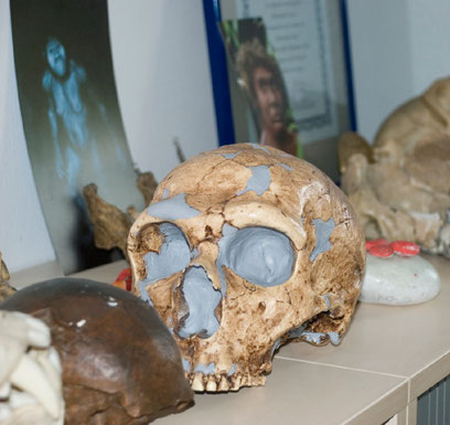 Nicht zur Dekoration, sondern als Anschauungsmaterial dienen Schädel und andere Knochen im Büro von Prof. Katerina Harvati.
