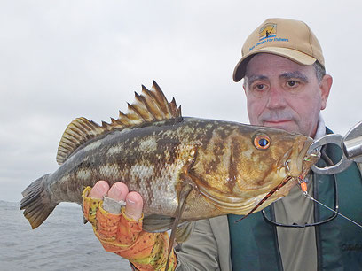 An average size Calico bass