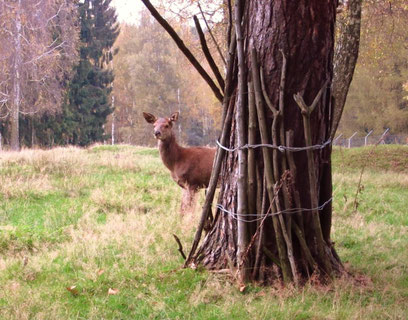 Eine Hirschkuh wartet auf Besucher