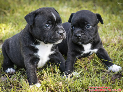 Due Cuccioli di Staffordshire Bull Terrier
