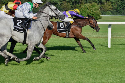 Banner, Newsletter, Pferderennen, München, Catch me if you can, Dr. Ralph Oehlmann, Oehlmann-Photography