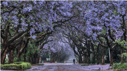 jacaranda