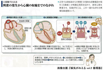 興奮の発生から収縮までの流れ