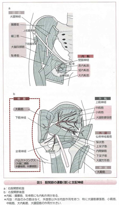 股関節の運動（筋）と支配神経