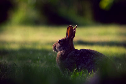 Bunny Hunt Heist rabbit