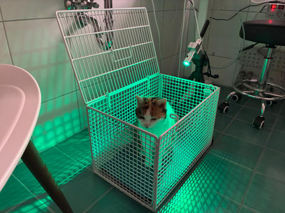 Bild: Katze bei der Harmonisierung über Bioresonanz