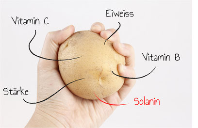 Die Kartoffel hat einiges zu bieten: Trotz Solanin.