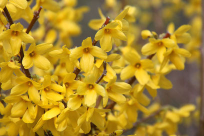 今日の誕生花は レンギョウ です 板宿八幡神社 厄除大祭