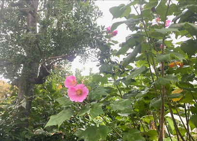 ふようの花