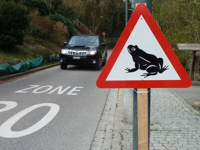Die Strasse zum Hinteren Schermen ist für Frösche und Kröten lebensgefährlich. Foto Georg Ledergerber