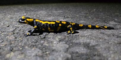 Feuersalamander. - Foto: Birgit Schmidt