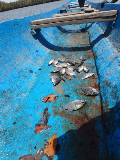 fish caught by dug-out canoe, Tumani Tenda, Gambia
