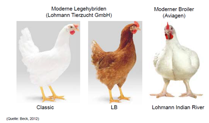 Vergleich des Aussehens von modernen Legehybridlinien und einem Masthuhn/ Broiler (Beck 2012).