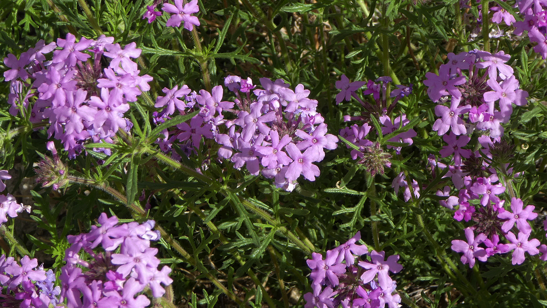New Mexico Wildflowers Verbena Family (Verbenaceae) dogofthedesert