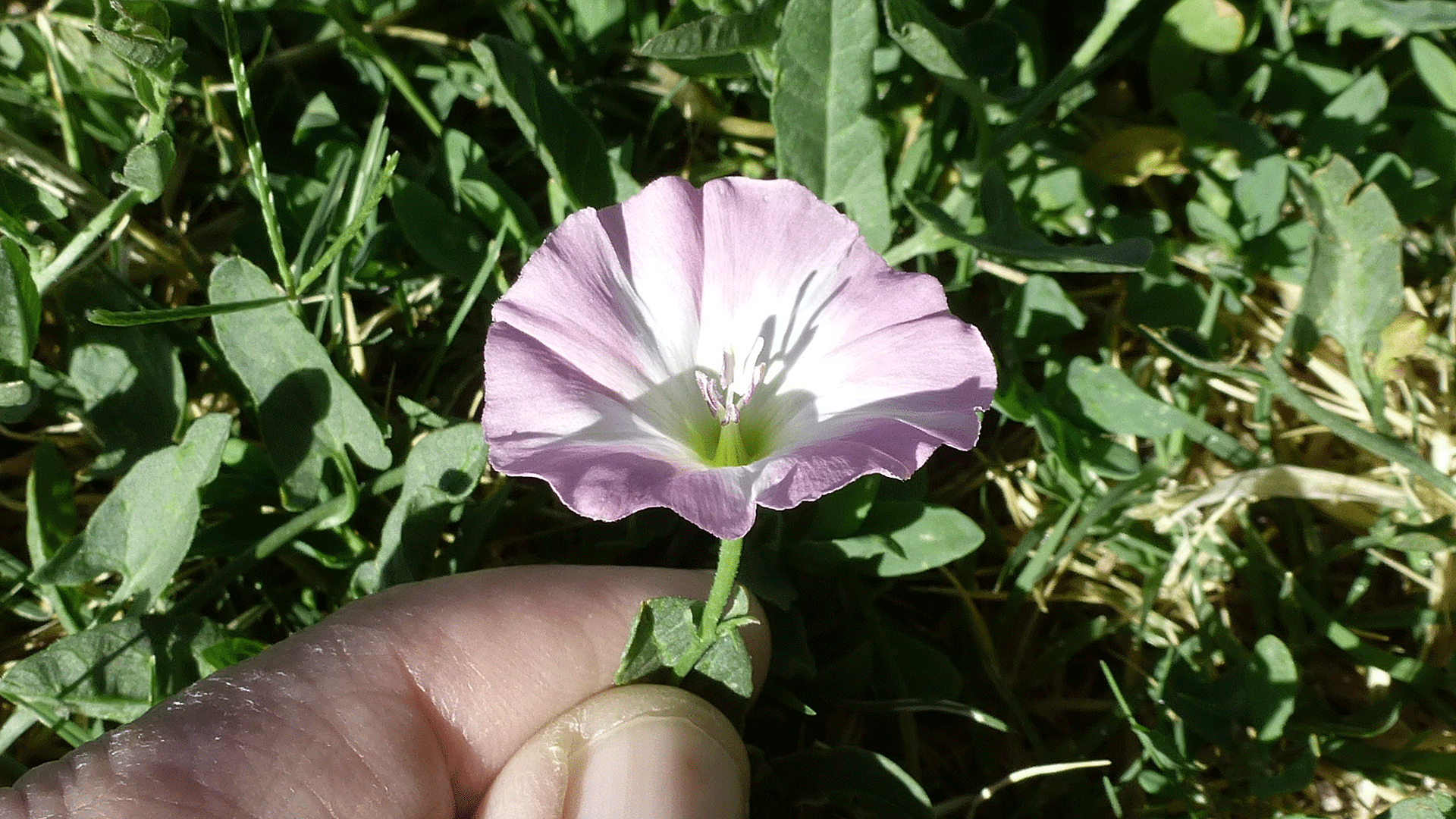 New Mexico Wildflowers Morning Glory Family dogofthedesert