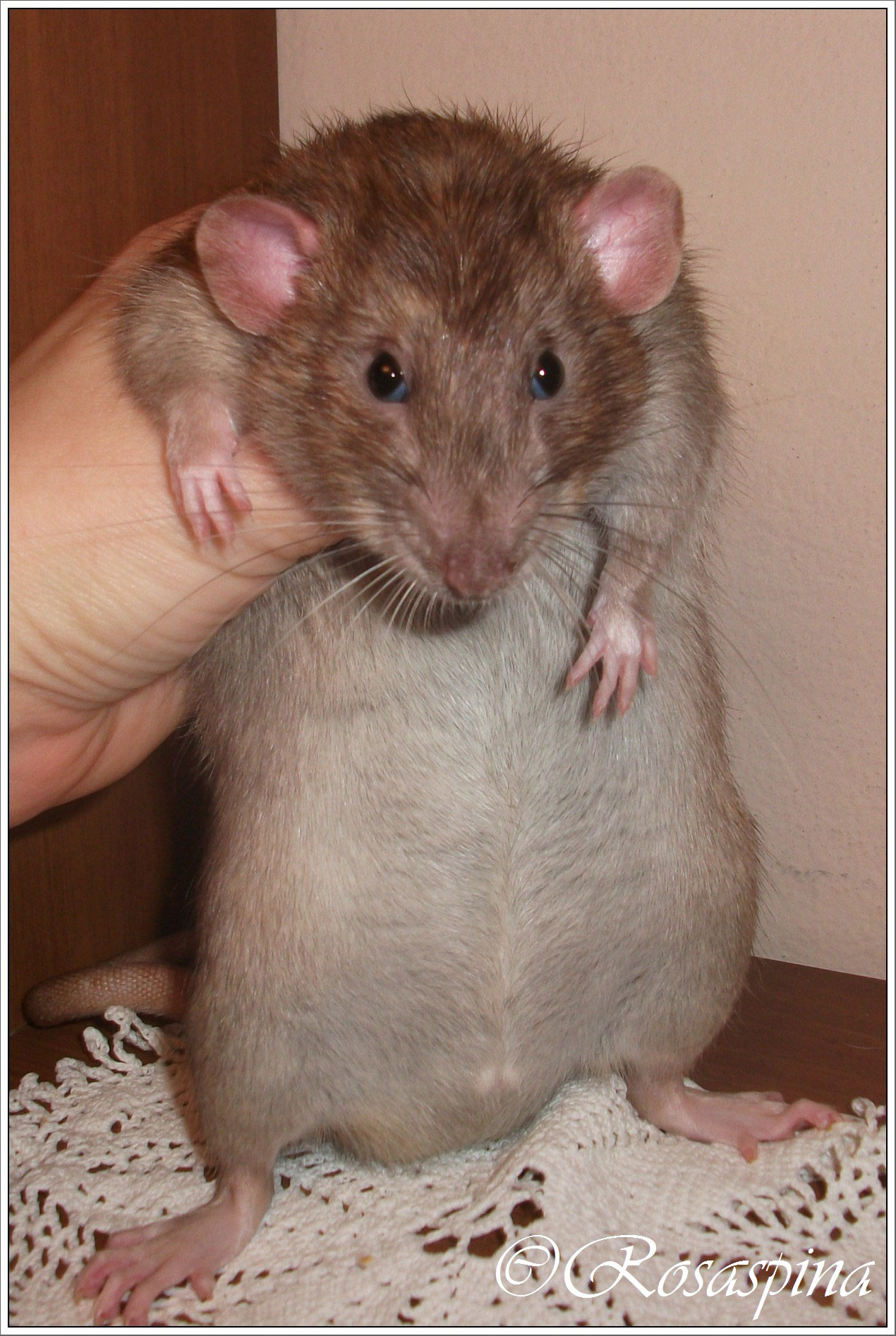 Avoid This Mistake! Cinnamon And Your Pet Rat - zl36ksk