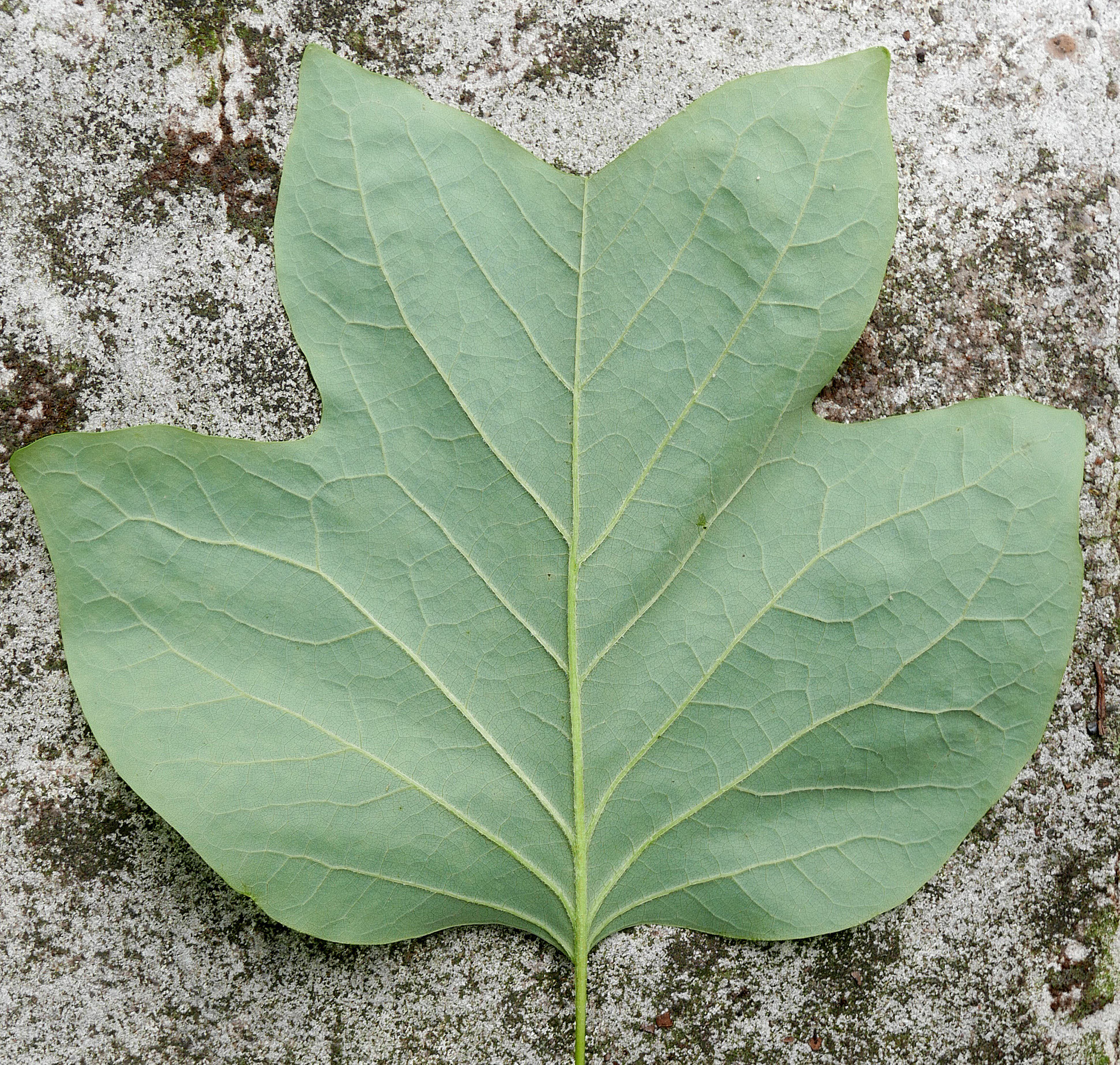 Liriodendron tulipifera DendroculusBaumbetrachtung