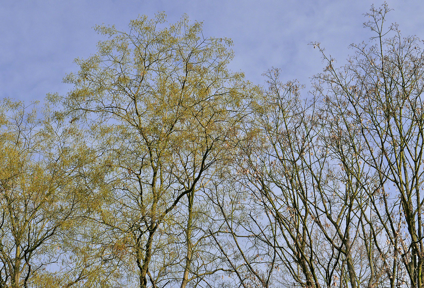 Styphnolobium Japonicum Dendroculus Baumbetrachtung