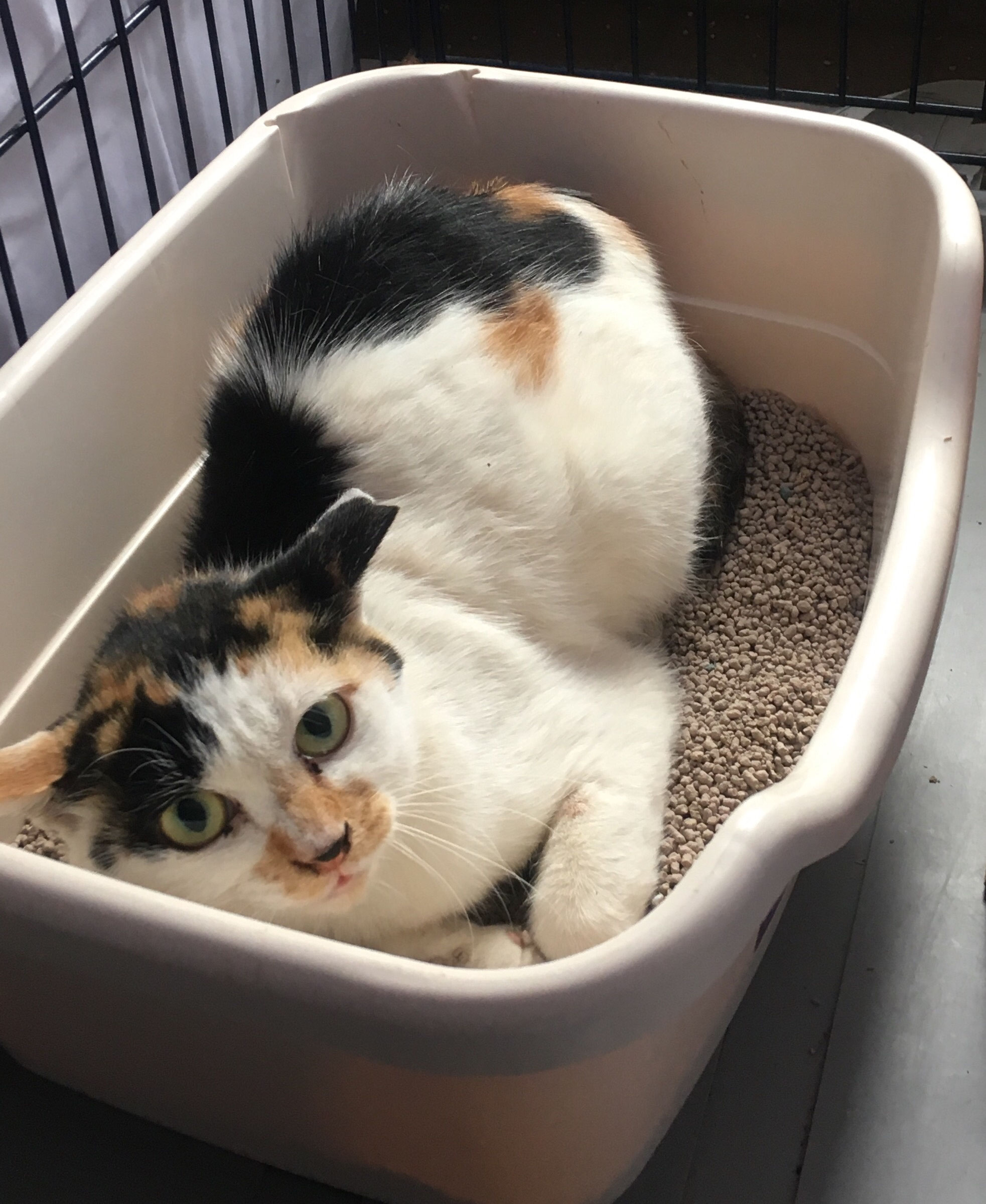 No1061 猫エイズキャリアの三毛ちゃん むさしの地域猫の会 No1061 猫エイズキャリアの三毛ちゃん むさしの地域猫の会
