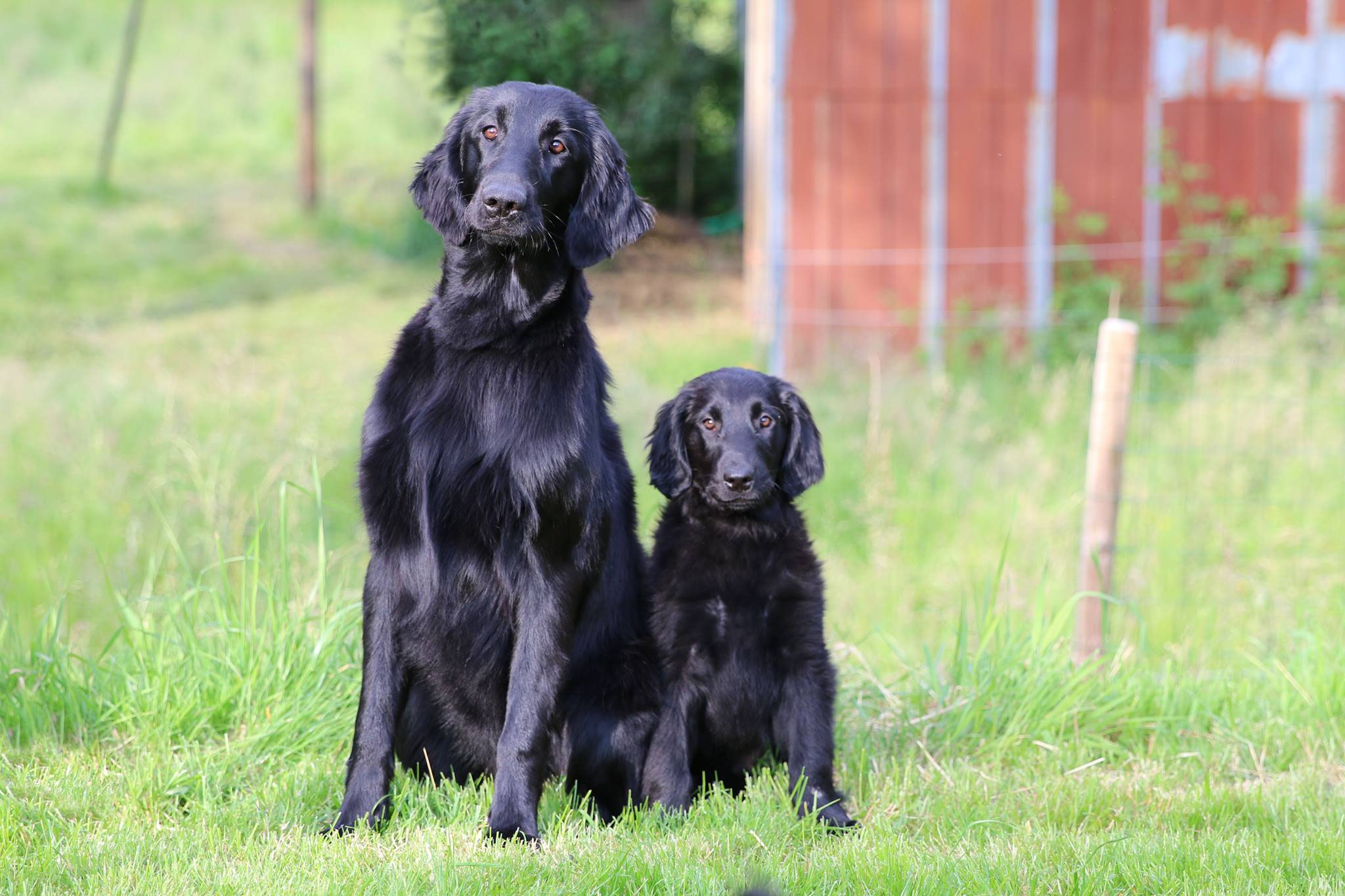 Thunderwood Flatcoated Retriever Kennel (FCI) Kennel Thunderwood