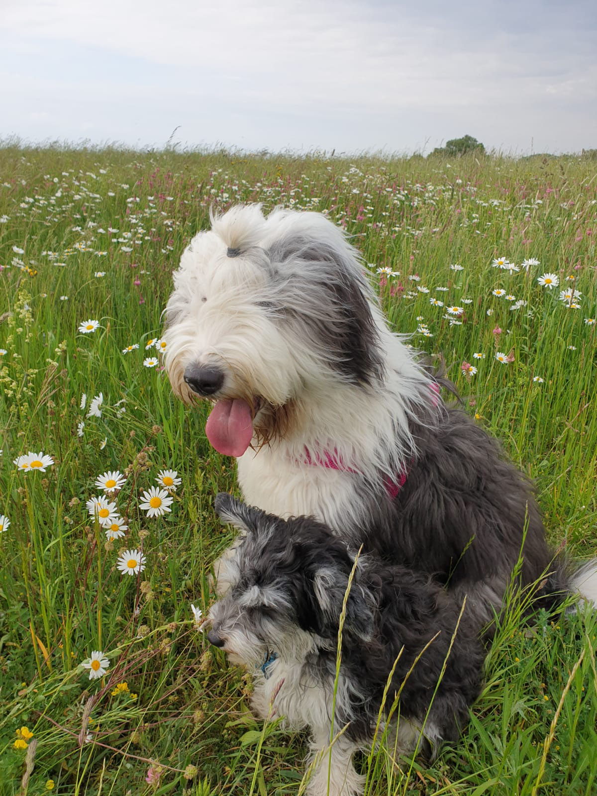 hund bobtail