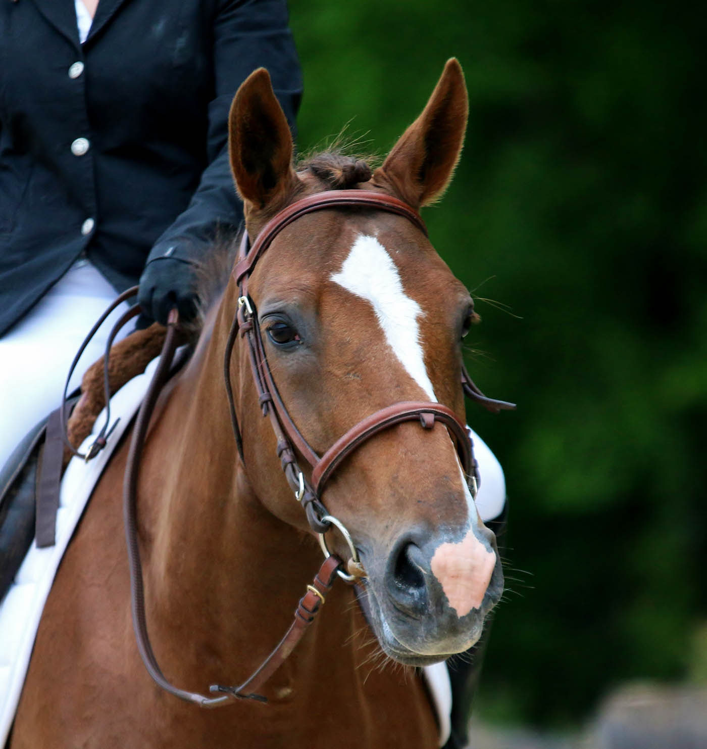 Ecurie De Proprietaires Domaine Equestre Des Grilles
