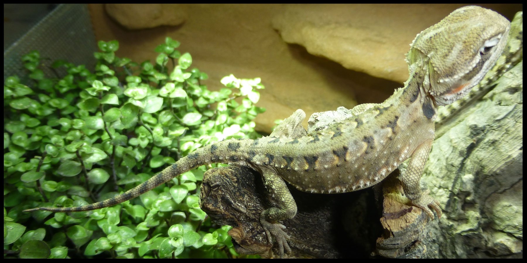 Die Zwergbartagame - christians-zwergbartagames Webseite!